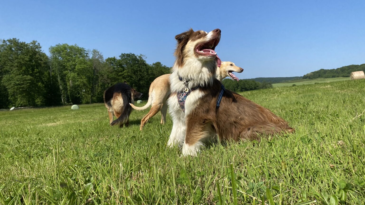 Le Chien Et La Pr Dation Un Instinct Ancr Dans Son Adn Il Tait