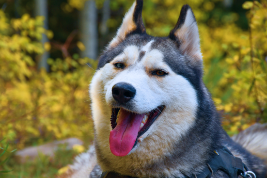 chien husky heureux portrait devant foret