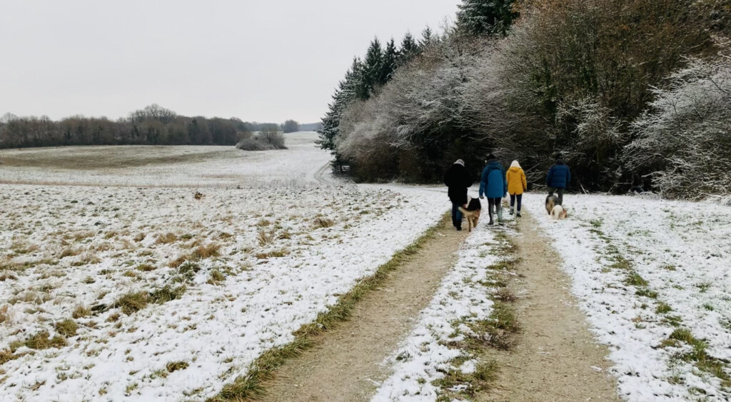 balade canine entre chiens et humains sur un chemin au milieu d'un champs recouvert de neige