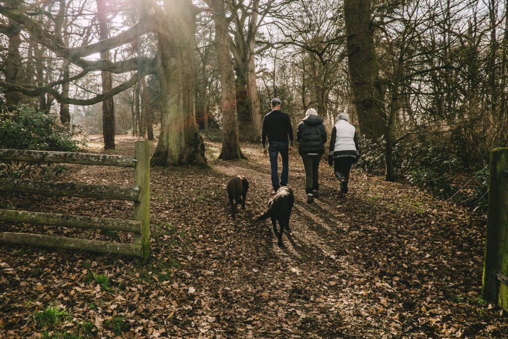 balade canine entre des chiens et des humains se promenant dans la forêt en automne
